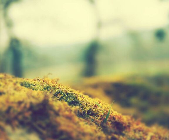 Guist Wallpaper - Download to your mobile from PHONEKY