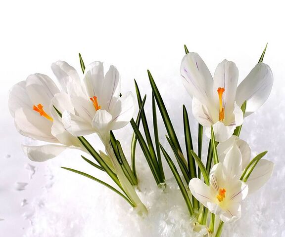 White Crocuses Wallpaper - Download to your mobile from PHONEKY