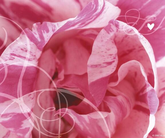 Rose Wallpaper - Download to your mobile from PHONEKY