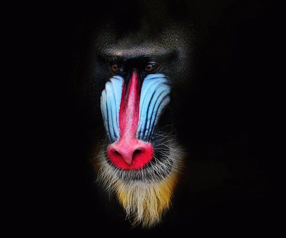 Baboon Wallpaper - Download To Your Mobile From PHONEKY