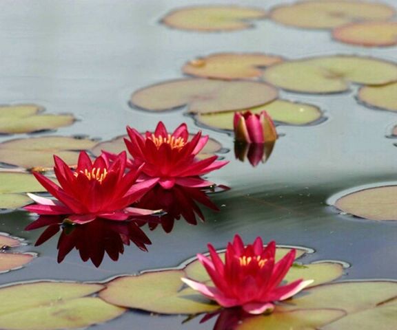 Red Water Lily Wallpaper - Download to your mobile from PHONEKY