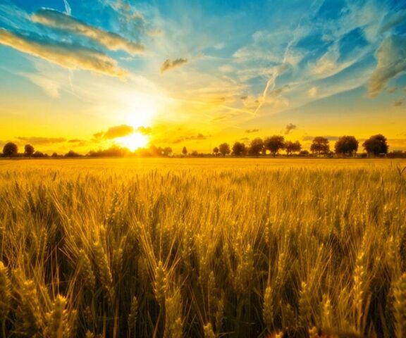 Golden Horizons: Hoàng hôn trên cánh đồng lúa mì 🌾🌅