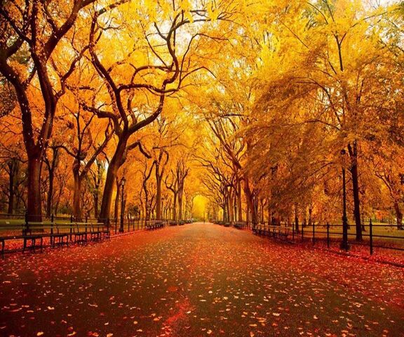 Autumn Path Wallpaper - Download to your mobile from PHONEKY