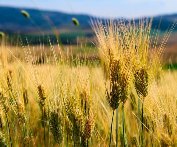 Những con sóng lúa mì vàng 🌾✨