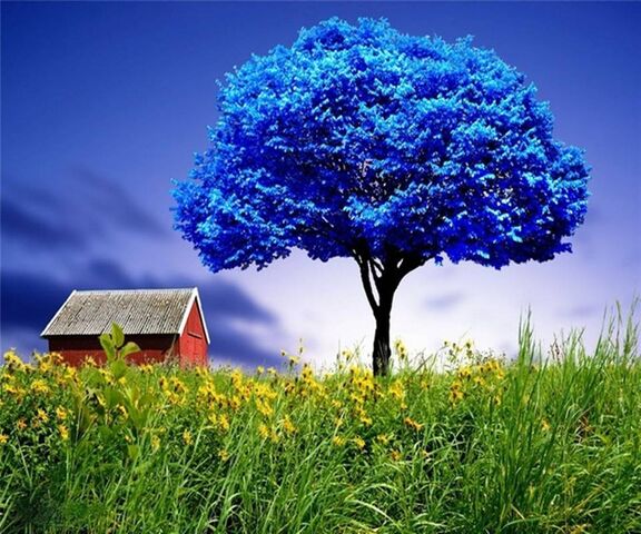 Blue Tree Wallpaper - Download to your mobile from PHONEKY