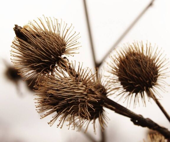 Spikes Wallpaper - Download to your mobile from PHONEKY