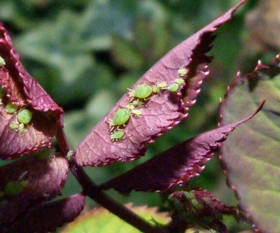 Aphids Wallpaper - Download to your mobile from PHONEKY