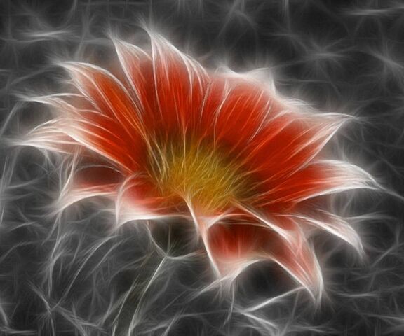 Flower Light Wallpaper - Download to your mobile from PHONEKY