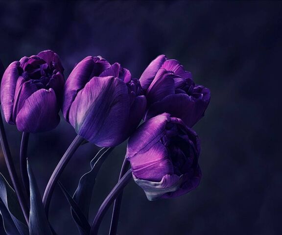 Hoa tulip tím Ảnh nền - Tải xuống điện thoại di động của bạn từ ...