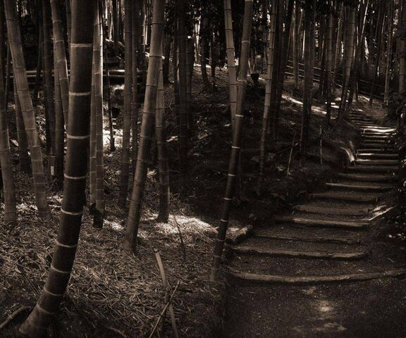 Bamboo Path Wallpaper - Download to your mobile from PHONEKY