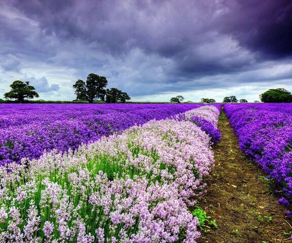 Beautiful Field Wallpaper - Download to your mobile from PHONEKY