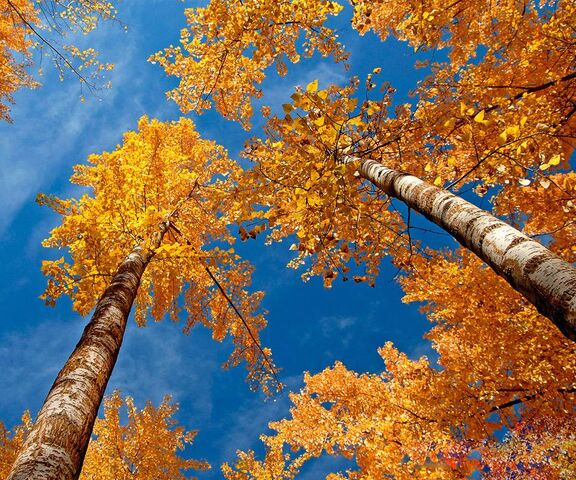 Autumn Trees Wallpaper - Download to your mobile from PHONEKY