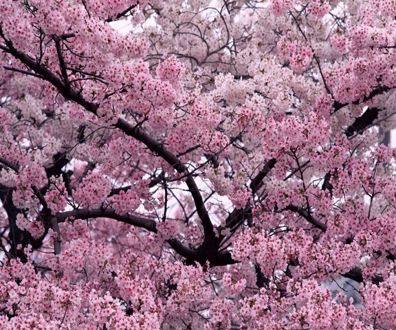 Pink Autumn Tree Wallpaper - Download to your mobile from PHONEKY