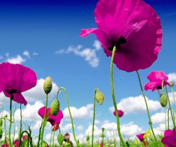 Pink Poppies Wallpaper - Download to your mobile from PHONEKY