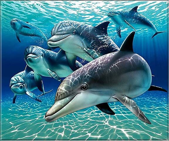 DAUPHIN PARADIS