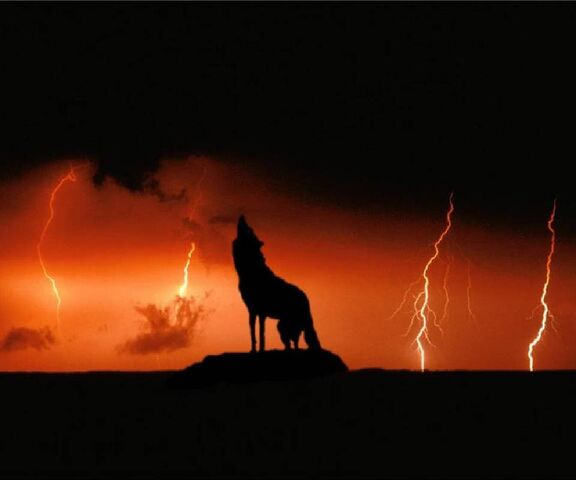 Wolf Lightning Wallpaper - Download to your mobile from PHONEKY