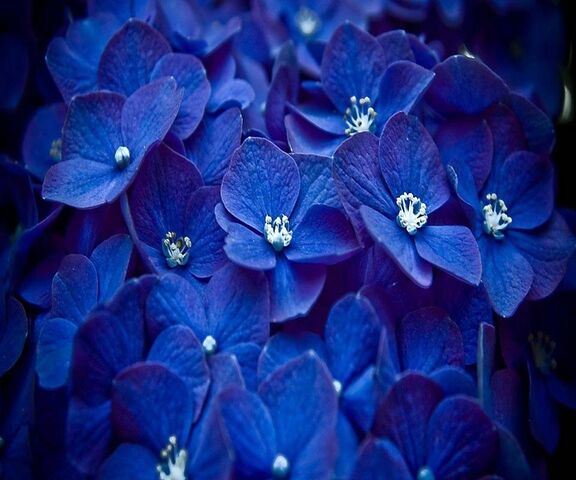 Blue Flowers Wallpaper - Download to your mobile from PHONEKY