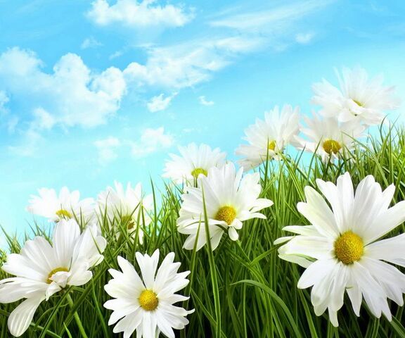 Daisies Wallpaper - Download to your mobile from PHONEKY