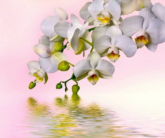 White Orchid Wallpaper - Download to your mobile from PHONEKY