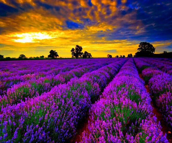 Lavender Field Wallpaper - Download to your mobile from PHONEKY