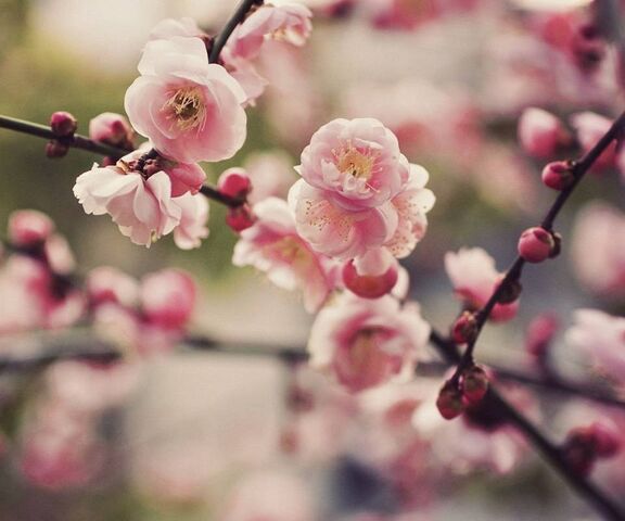 Rose Wallpaper - Download to your mobile from PHONEKY