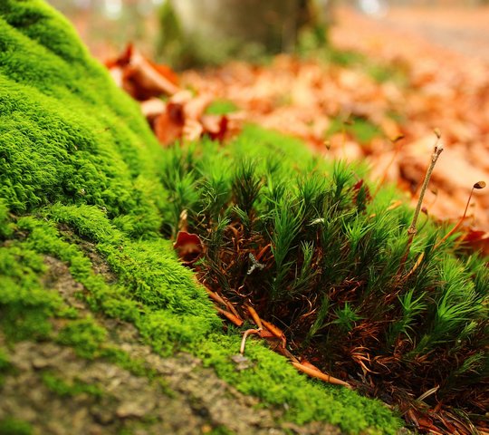 Rose Wallpaper - Download to your mobile from PHONEKY