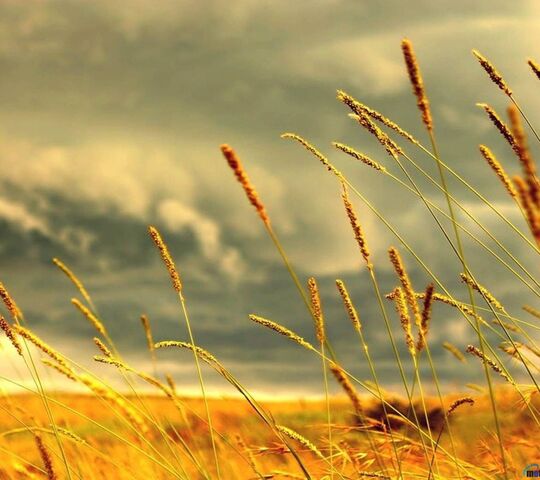 Những con sóng lúa mì vàng 🌾✨