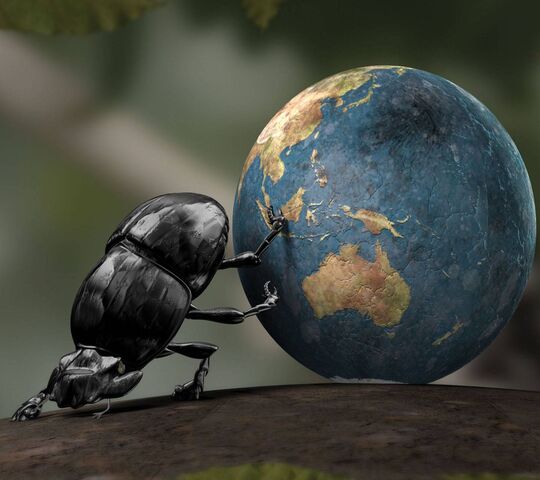 Insect Wallpaper - Download to your mobile from PHONEKY