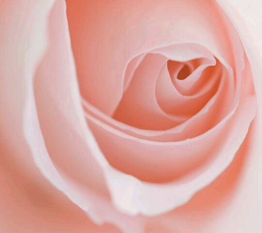 Pink Rose Wallpaper - Download to your mobile from PHONEKY
