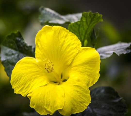 Spring Flower Wallpaper - Download to your mobile from PHONEKY