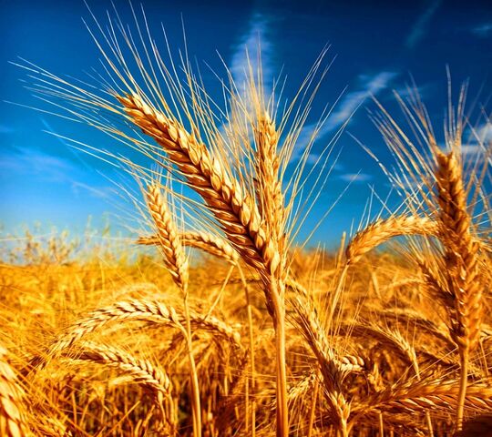 Những con sóng lúa mì vàng 🌾✨