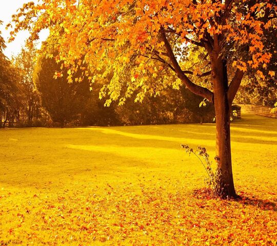 Yellow Autumn Park Wallpaper - Download to your mobile from PHONEKY