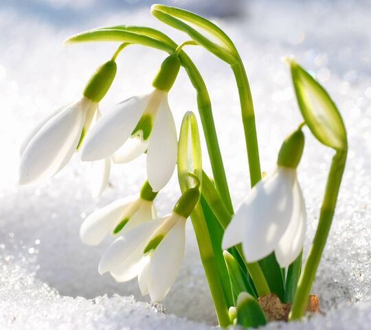 Snowdrops Wallpaper - Download to your mobile from PHONEKY