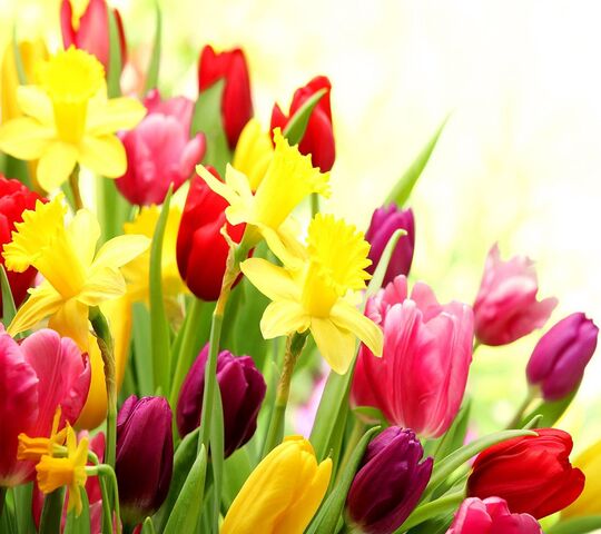 Spring Flowers Wallpaper - Download to your mobile from PHONEKY