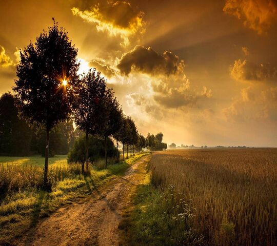 Sunset Road Trees Wallpaper - Download to your mobile from PHONEKY