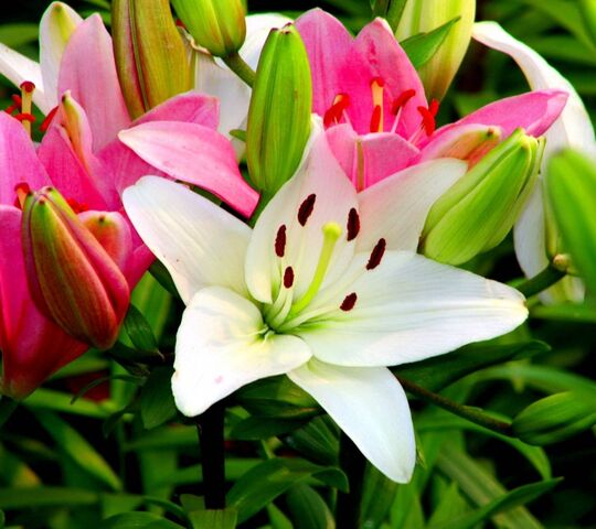 Spring Lilies Wallpaper - Download to your mobile from PHONEKY