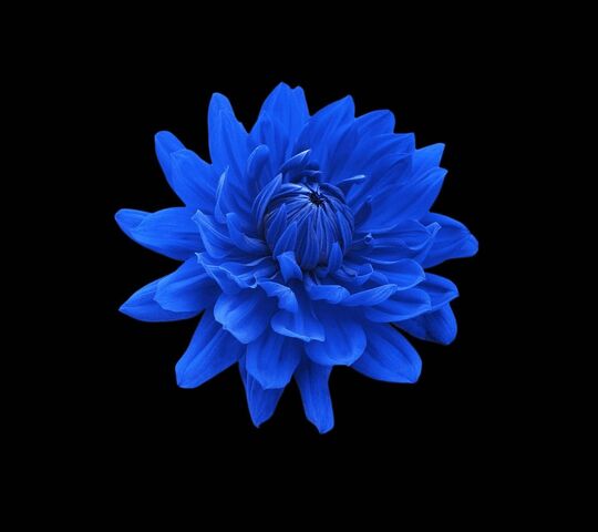Camélia Bleu Fond d'écran - Télécharger sur votre mobile depuis PHONEKY