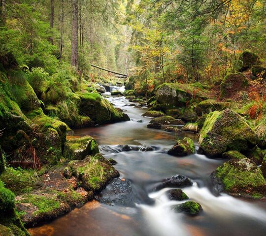 84+ Wallpaper Sungai Hutan Free Download - Myweb