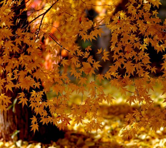 Herbstlaub Spitze Hintergrund Lade Auf Dein Handy Von Phoneky Herunter