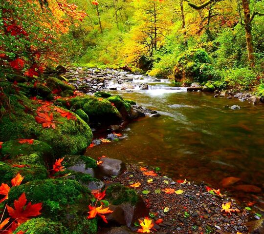 River Autumn Wallpaper - Download to your mobile from PHONEKY