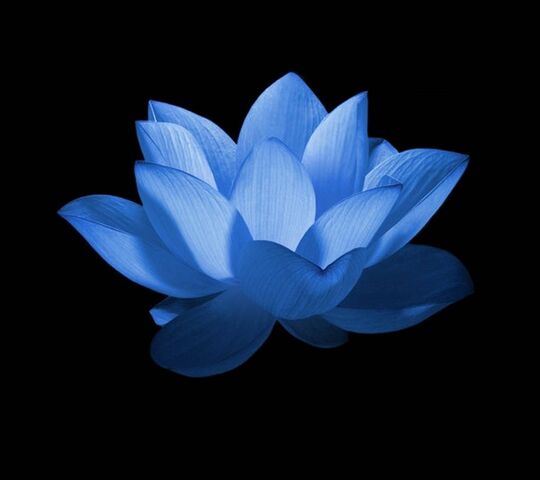 Hoa sen xanh Ảnh nền - Tải xuống điện thoại di động của bạn từ PHONEKY