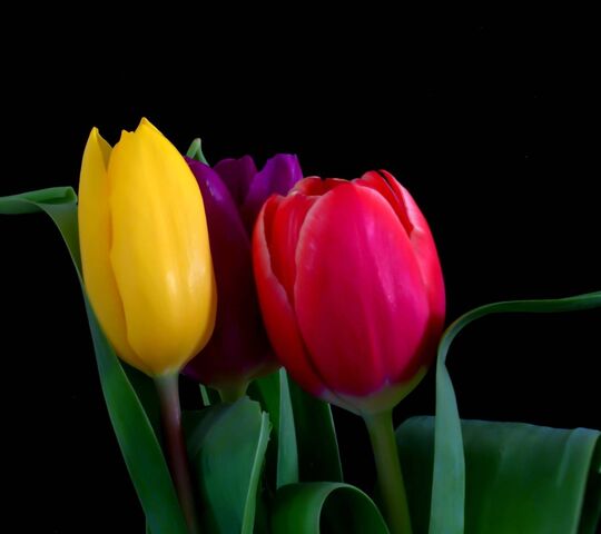 Macro Tulips Wallpaper - Download to your mobile from PHONEKY