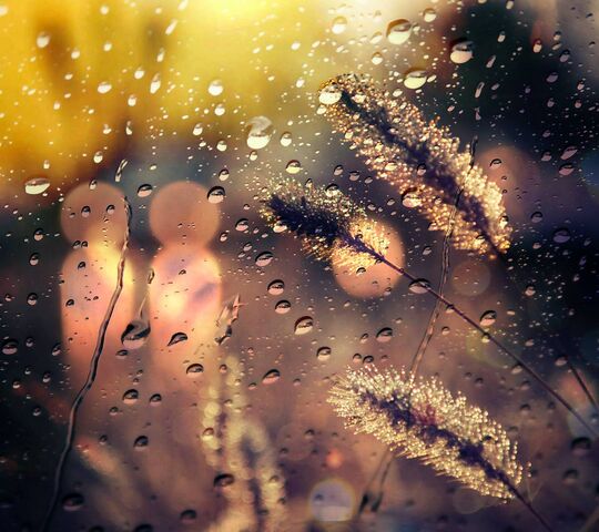 Wheat Wallpaper - Download to your mobile from PHONEKY