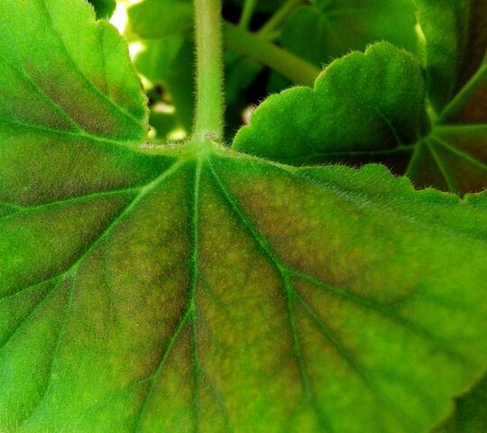 Nature's Marvel: The Awesome Leaf 🍃 Wallpaper - Download to your mobile ...