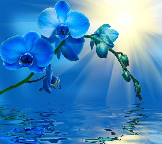 Orchidée bleue Fond d'écran - Télécharger sur votre mobile depuis ...