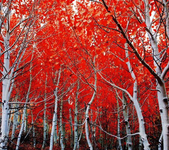 Autumn's Fiery Embrace: The Red Forest Wallpaper - Download to your ...