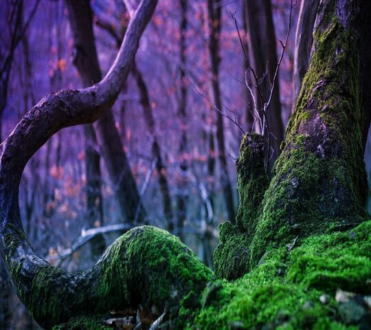 Natura Meravigliosa Sfondo Scarica Sul Tuo Cellulare Da Phoneky