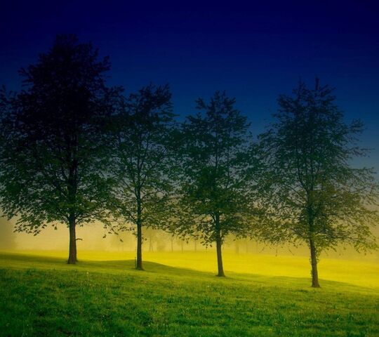 Trees 3 Colors Wallpaper - Download to your mobile from PHONEKY