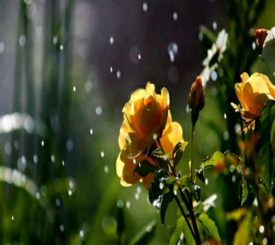 Rain and Flower Wallpaper - Download to your mobile from PHONEKY