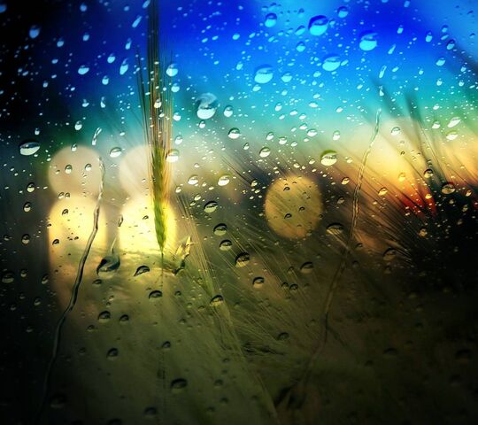 Cánh đồng lúa mì